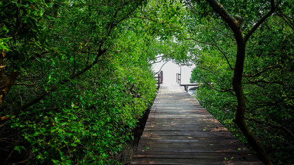 walk way in mangrove forest