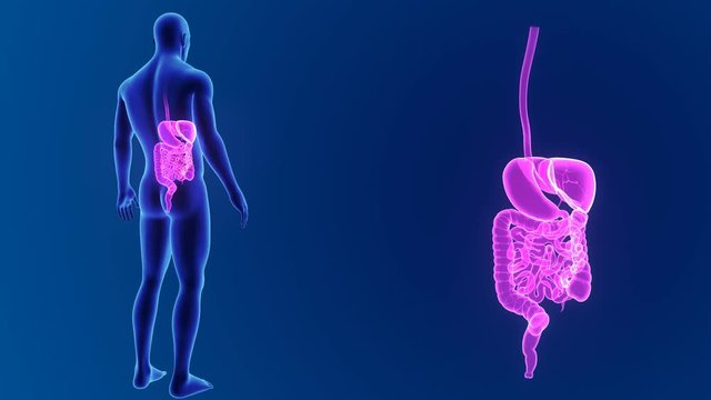 Digestive system zoom with body