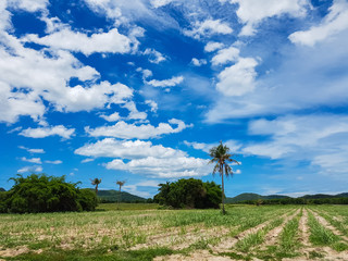 sugarcane plantation