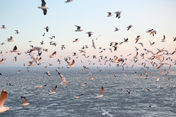 Landscape image of Seagulls flying in the sky at sunset.