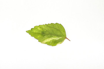 Fototapeta premium A Croton leaf isolated on white background.