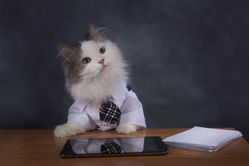 Cat manager misses the office