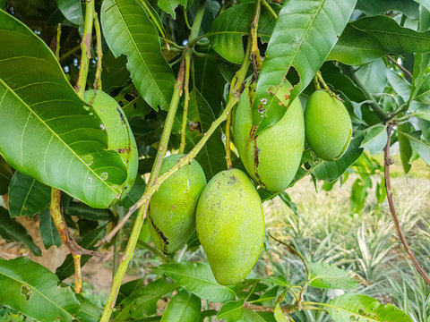 green mango on mango tree
