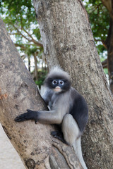 cute  action of dusky langur