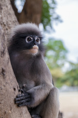cute  action of dusky langur
