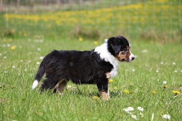 border collie welpe im garten © Bianca