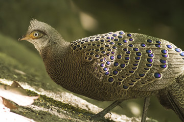 This picture shows am image of Grey Peacock-Pheasant , feeding in forest