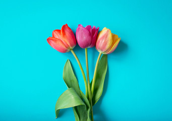 Fresh tulips on a blue background