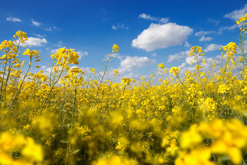 Field with yellow canola