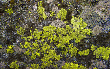Abandoned Old concrete covered with moss in a forest. Macro, close up, top view. Natural background texture with cracks.