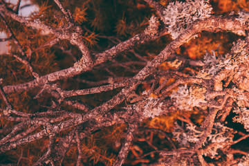 Mystic moss and lichen on the wood forest texture, close up. Old moss on a pine tree branch on the sunset. Closeup, macro view.