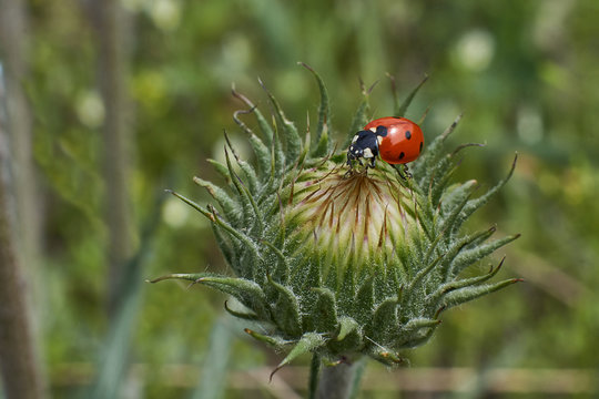 Ladybird on a blade of grass.