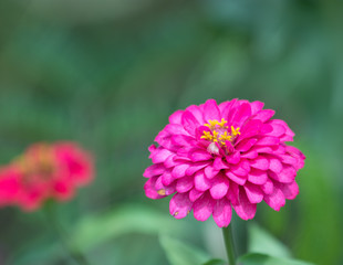 Obraz premium Zinnia flower(Zinnia violacea Cav.) bloom on green leaves in the garden.