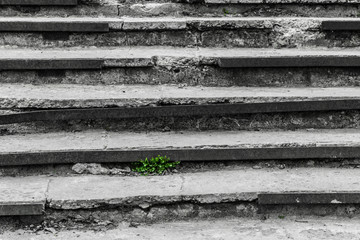 On the old destroyed steps the grass grows