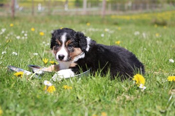 liegender border collie welpe