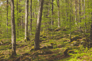 Mixed greenwood forest. Photo depicting dark misty evergreen pine tree backwoods.