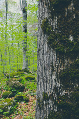 Mossy thee trunk closeup, mystical pine woods on the background. Photo depicts an old pine tree bark with lichen macro view, blurred foggy wood on the background.