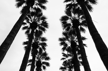 Palm Trees