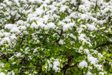Fototapeta premium snow on the bushes in 11 May 2017, Minsk, Belarus