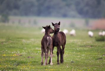 Two foals playing on fresh spring grass with flowers on meadow