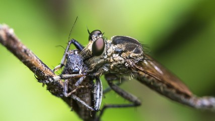 Macro close up a robberfly  with its meal