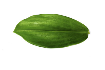 leaf leaves withe background green nature organic 
