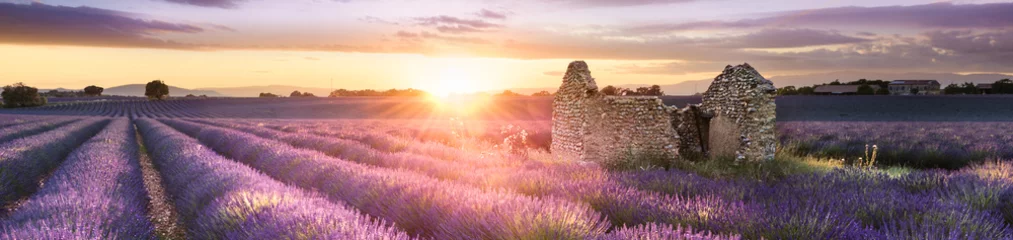 Wall murals Lavender PANORAMIC LAVENDER IN SOUTH OF FRANCE