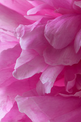 Panele Szklane Podświetlane  Zdjęcie różowego kwiatu piwonii. Płatki zbliżenie jako tło