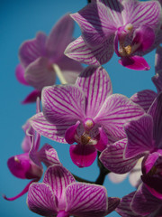 Fototapeta premium Closeup of Orchids flowers, blue background