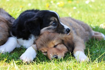 kuschelnde border collie welpen