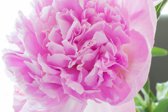 A photograph of a pink peony flower. Petals close-up as background