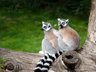 The ring-tailed lemur. Two ring-tailed lemurs embraced together on a tree. Big eyes with lively color and classic long-sleeved white-black rings.