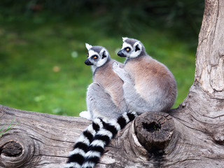 The ring-tailed lemur. Two ring-tailed lemurs embraced together on a tree. Big eyes with lively color and classic long-sleeved white-black rings.