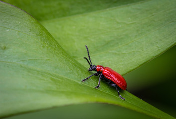Fototapeta premium Red Lily Leaf Beetle