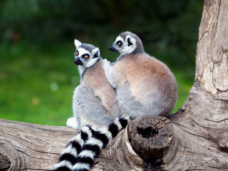 The ring-tailed lemur. Two ring-tailed lemurs embraced together on a tree. Big eyes with lively color and classic long-sleeved white-black rings.