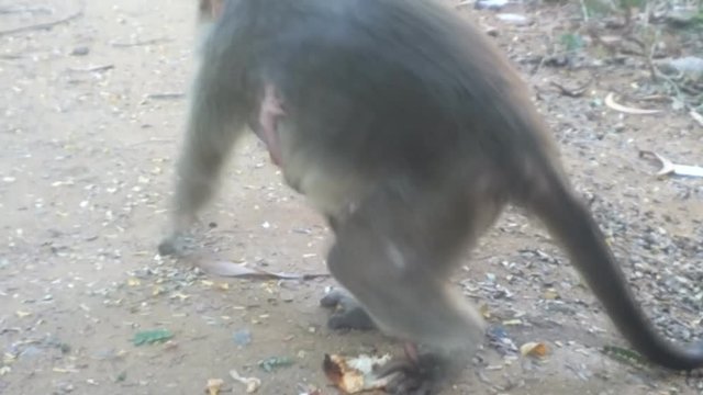 Funny picture. Macaque baby sucker broke away from mother's breast and scratching at big ear

