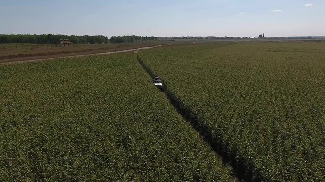 Aerial flying back shot of SUV car riding through the cornfield with blue sky in the background.