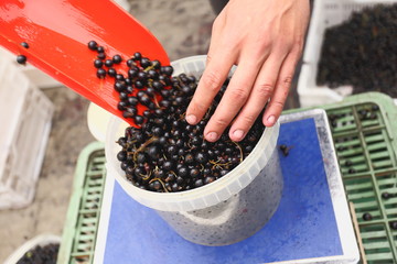 black currant on market
