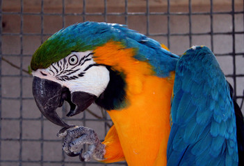 Pappagallo in gabbia
