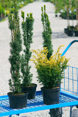 Buying plants in a garden center : Yew ( Taxus ) mix