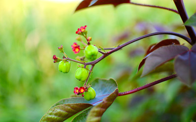 Obraz premium Green Plant of Red Flower