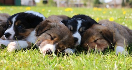 vier kuschelnde border collie welpen schlafen im schatten im garten
