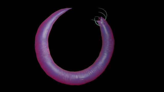 Nematode worm