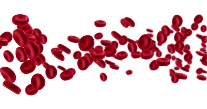 3D rendering animation red blood cells in an artery, flow inside body, medical human health-care on white background