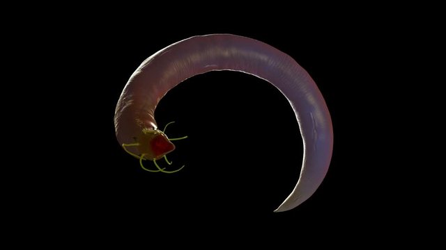 Nematode worm