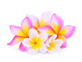 Frangipani-Blüten isoliert auf weißem Hintergrund