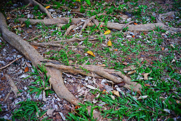 Tropical forest in Thailand