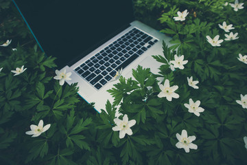 Laptop computer at the natural forest background, spring flowers and leaves are on the keyboard. Photo depicts notebook computer in the woods, blurred forest green plants behind. Freelance concept.