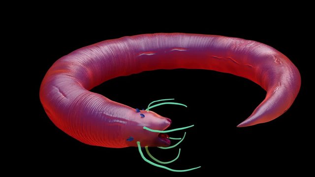 Nematode worm