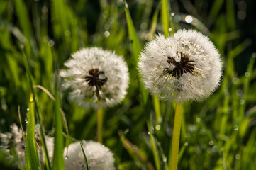 dandelion flower background of the summer landscape.